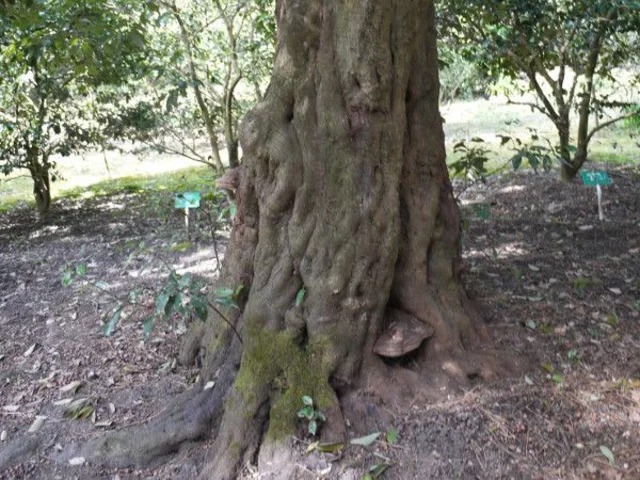 Quercus glauca