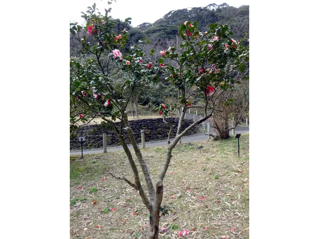 椿 岩根絞
