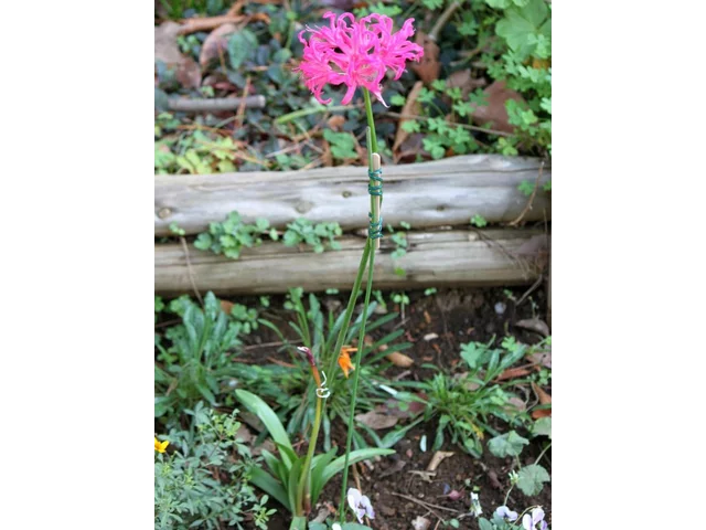 Nerine