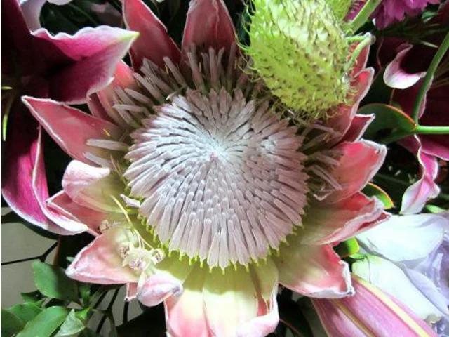 國王海神花