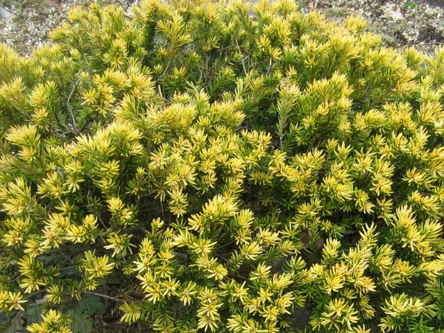 Dwarf Japanese yew