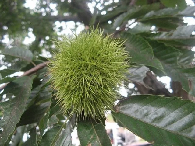 クリ