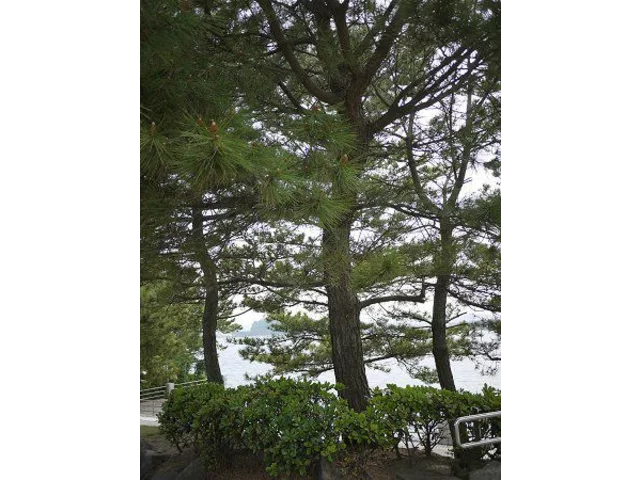 Japanese black pine