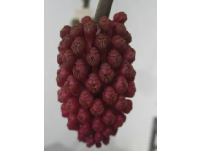 蜡黄寄树兰