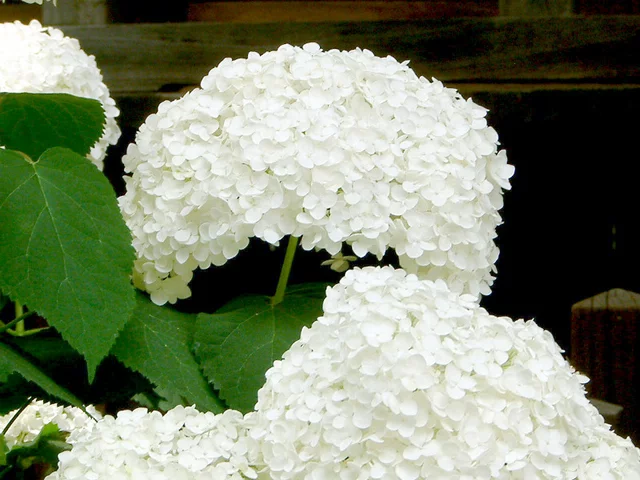 Hydrangea macrophylla