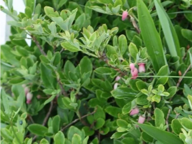 Menziesia multiflora