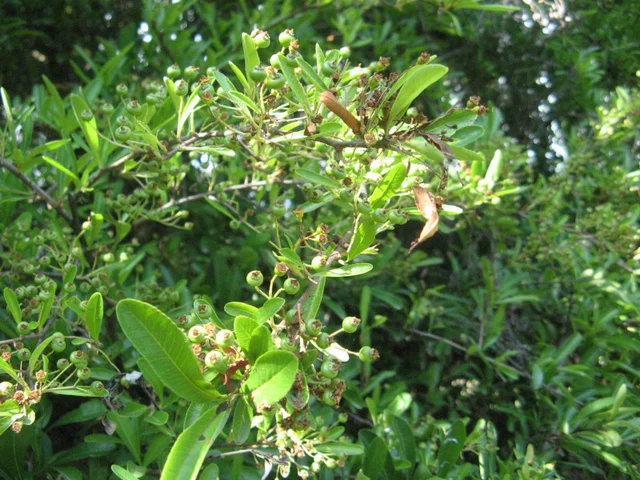 Pyracantha