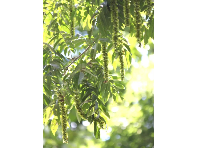 Pterocarya rhoifolia