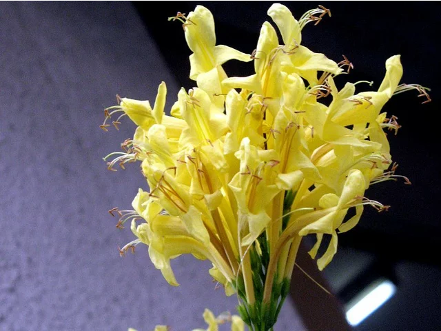 黄花硬骨凌霄 