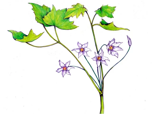 Ranzania japonica
