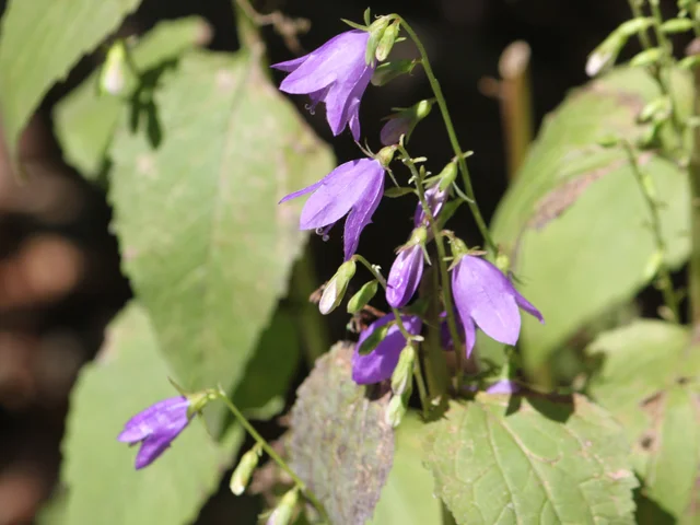 Adenophora remotiflora