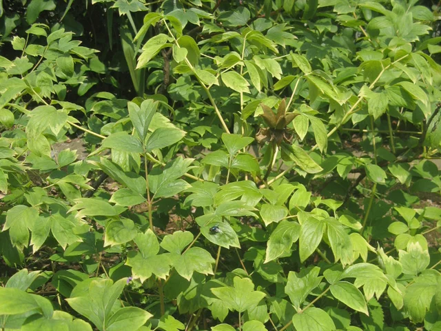 Paeonia suffruticosa
