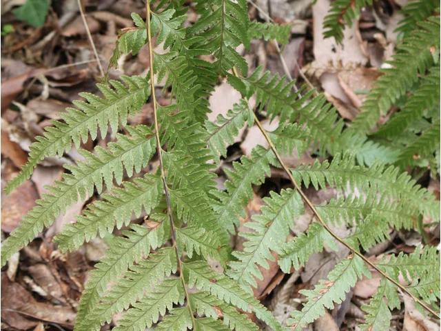 Microlepia marginata