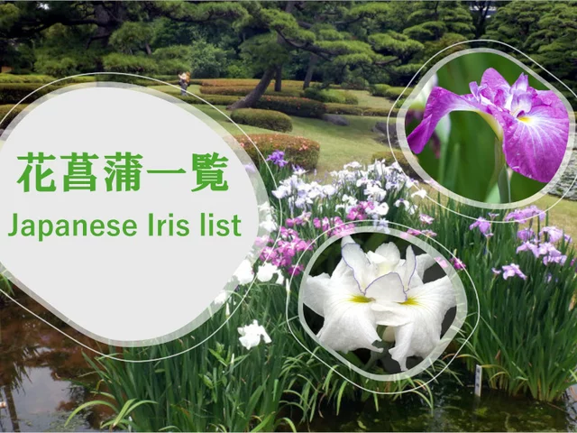 特集 花菖蒲