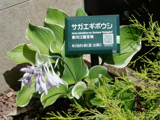 寒河江玉簪