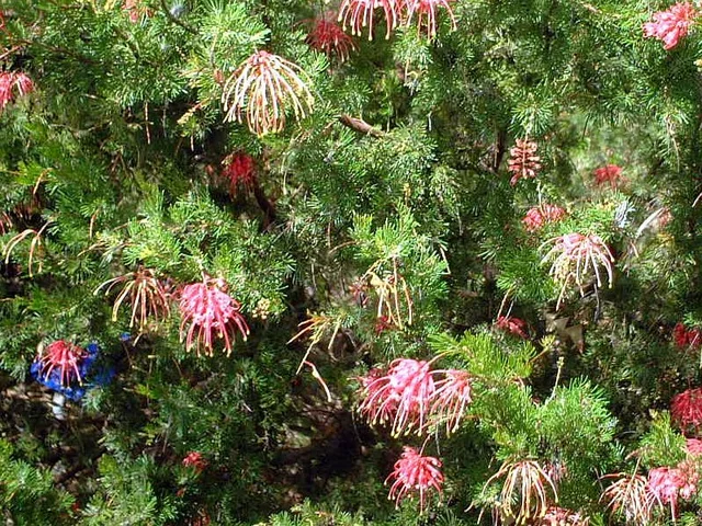 Grevillea banksii