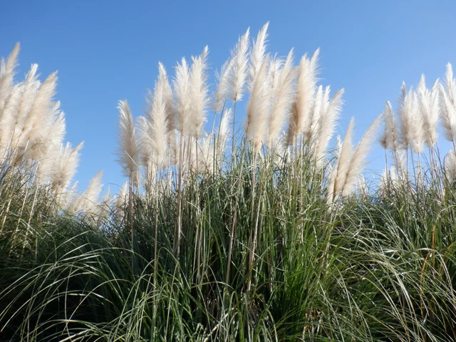 Pampas grass