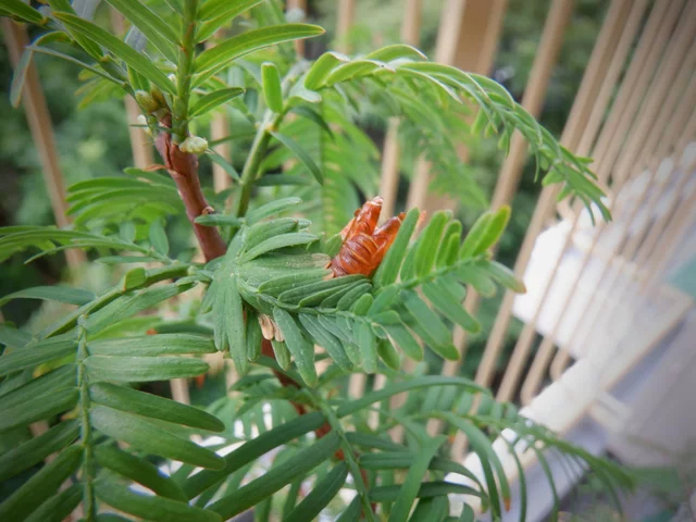 Metasequoia