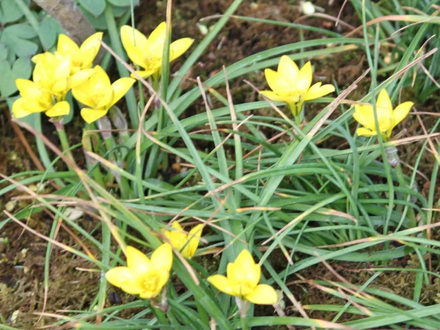 黄花韭