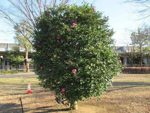 茶梅 '昭和栄'