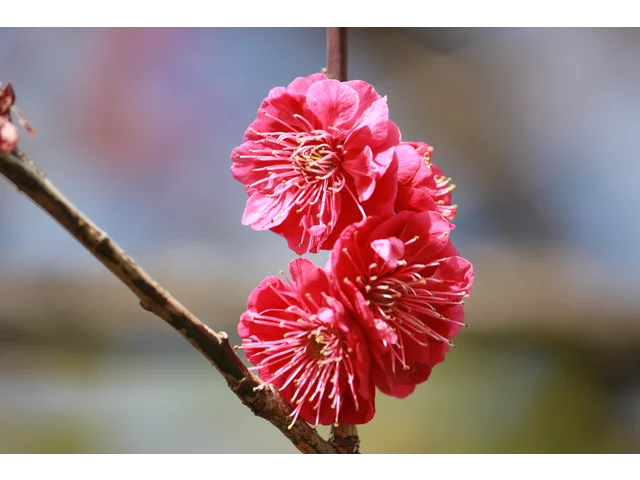 梅花 ’鹿岛红’