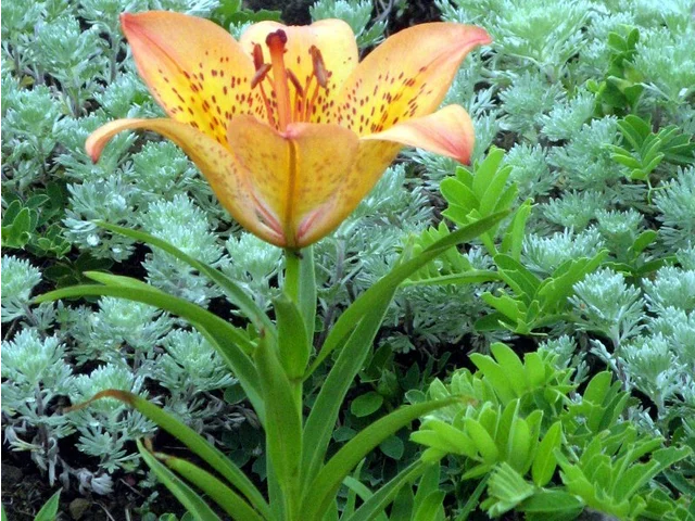 Lilium pensylvanicum