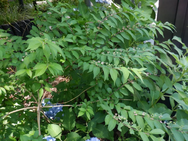 Callicarpa dichotoma