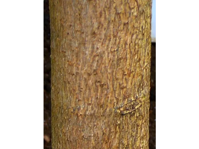 Antiaris toxicaria