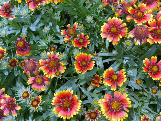 天人菊