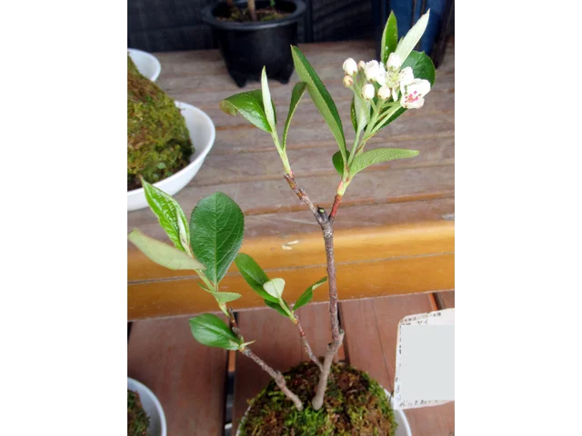 Pourthiaea villosa