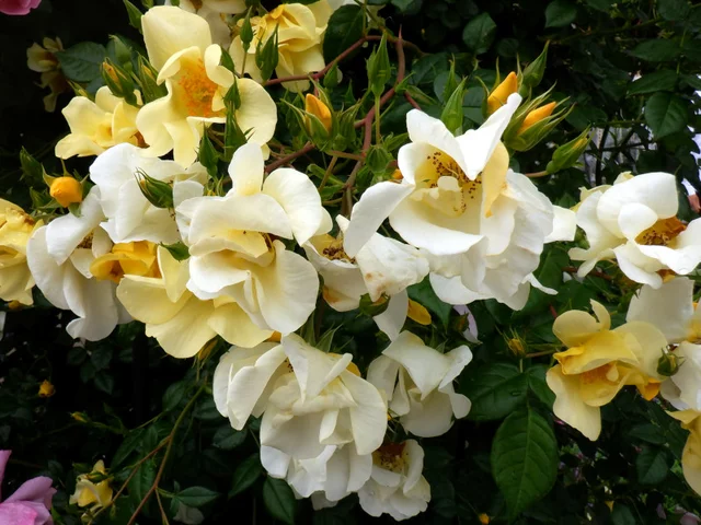 Limoncello