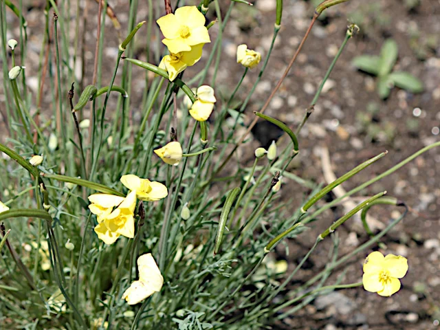 Eschscholtzia caespitosa