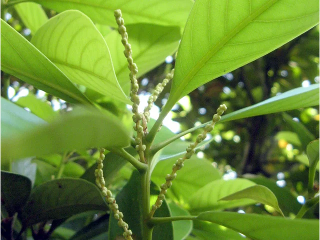 Lithocarpus edulis