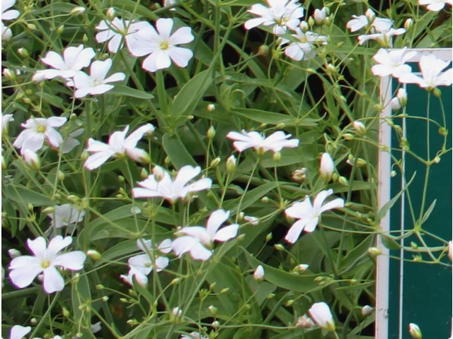 Gypsophila