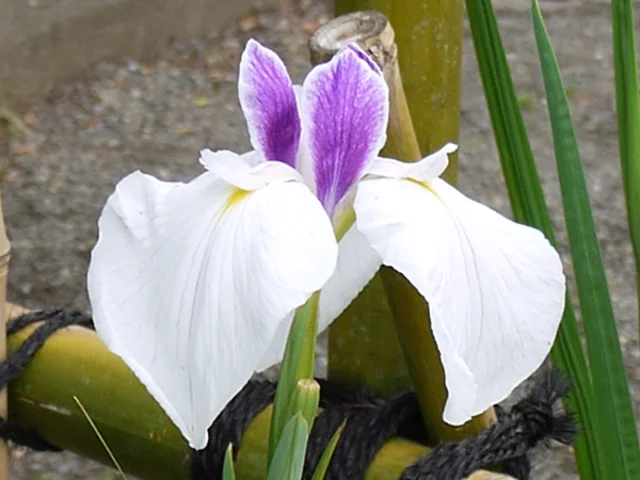 花菖蒲　’相生’