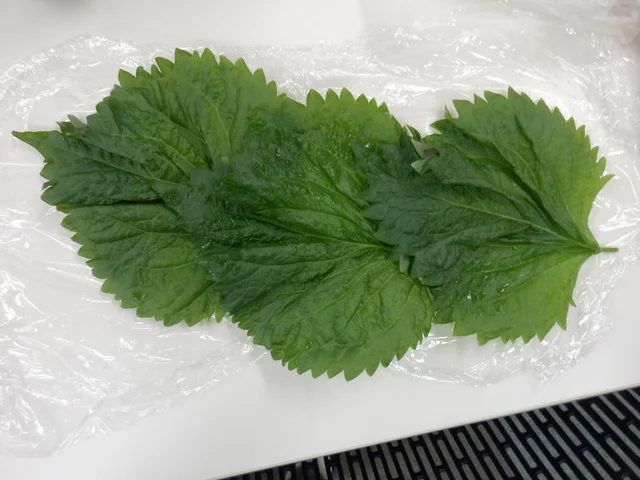 Perilla crispa