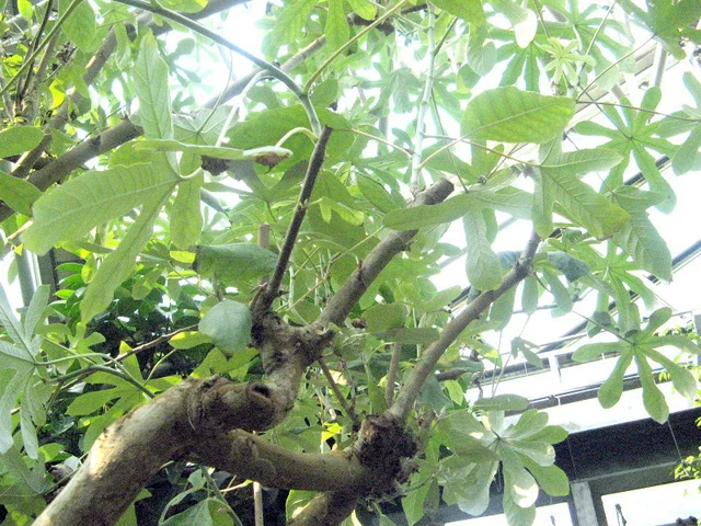 Cecropia peltata