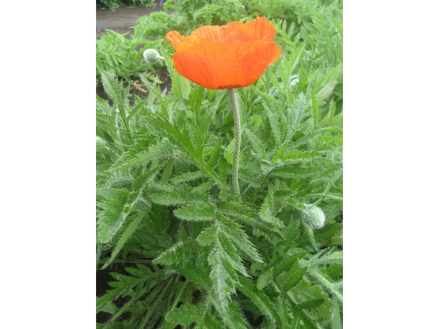 Oriental poppy