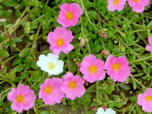 花滑莧（P. oleracea cv. Giganthes)　