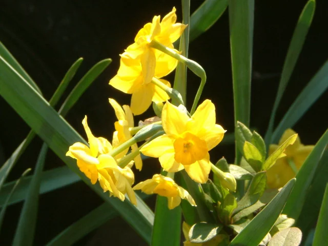 Narcissus