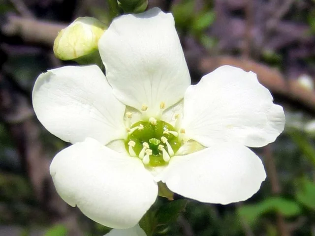pearlbush, common pearlbush