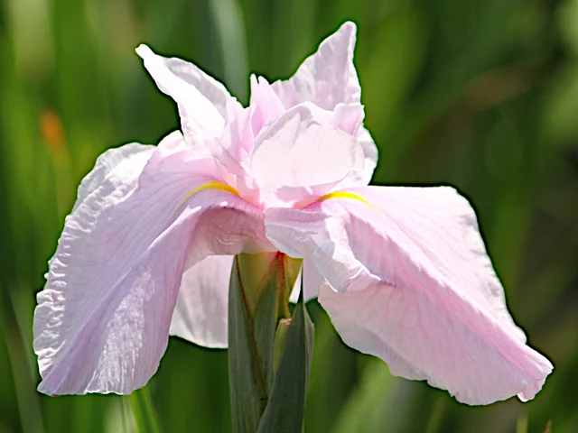 花菖蒲 '美吉野'