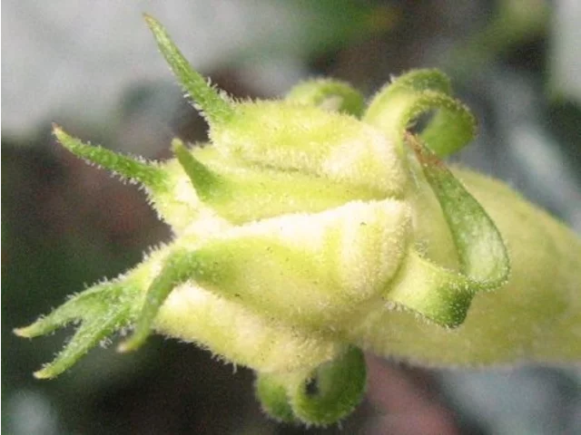 Trichosanthes kirilowii