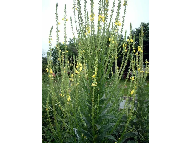 Twiggy mullein