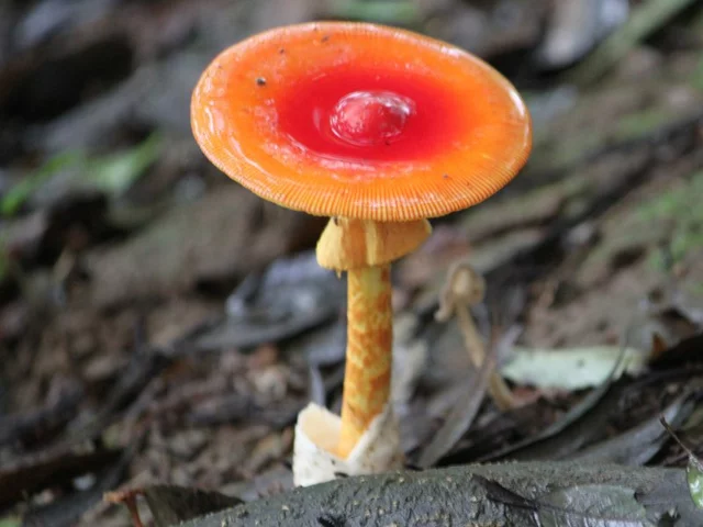 Amanita caesareoides