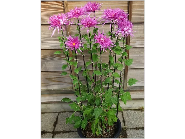 菊 "江户菊 新秋之红”