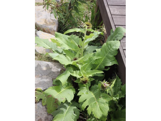 Cirsium purpuratum