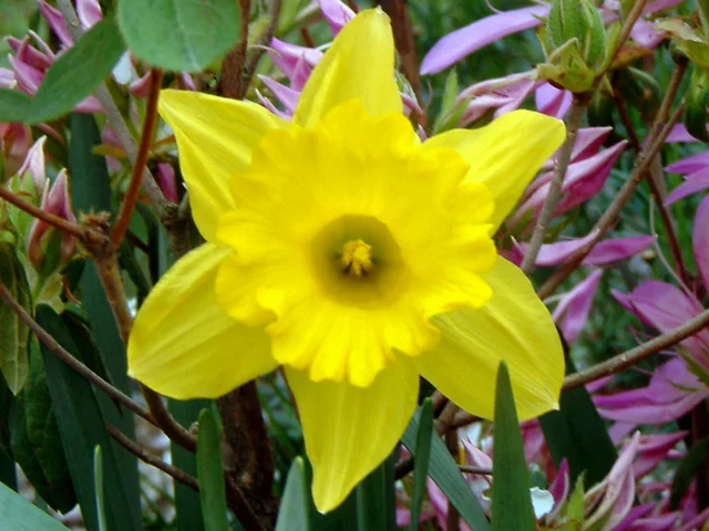 Narcissus