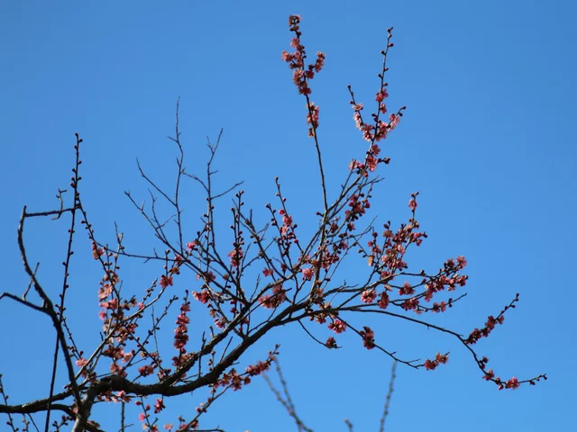 梅花 一重寒紅