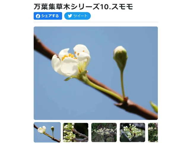 スモモ